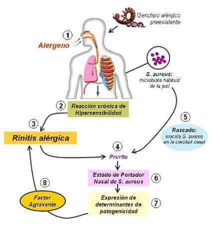 Estafilococos 62 estafilococos