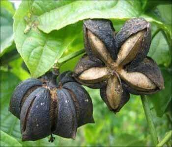 Sacha Inchi 62 Aceite-de-sacha-inchi