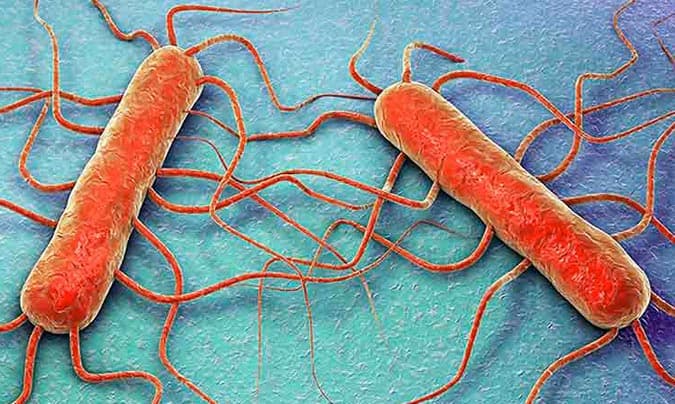 Técnicas de conservación por Frío 66 Listeria-Monocitogenes