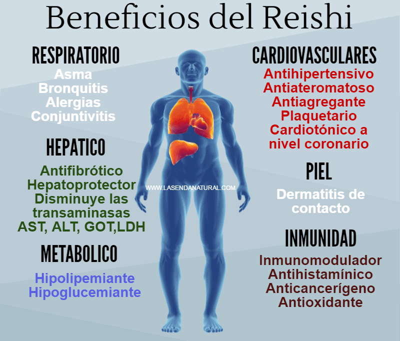 Hongo Reishi 69 beneficios del reishi
