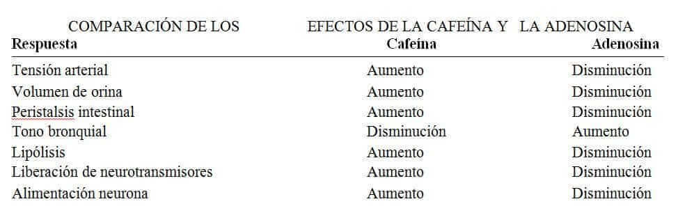 cafe&iacute;na y adenosina