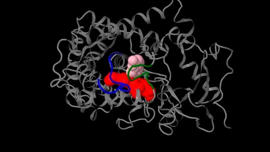 Citocromo P450 61 El citocromo-p-450