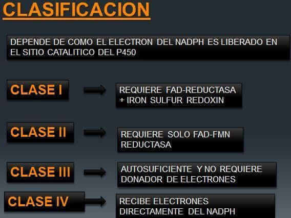 Citocromo P450 64 clasificacion de los citocromos