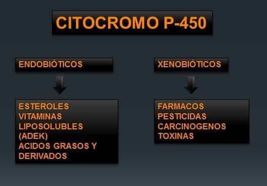 Citocromo P450 66 citocromoP450