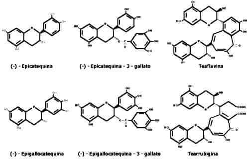 Té Verde 69 componentes del té verde