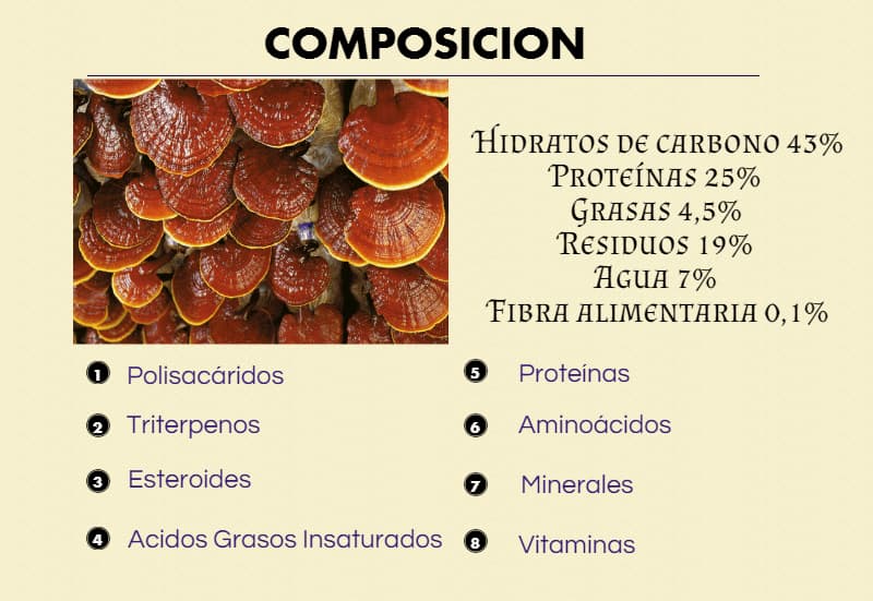 Hongo Reishi 65 composicion del reishi