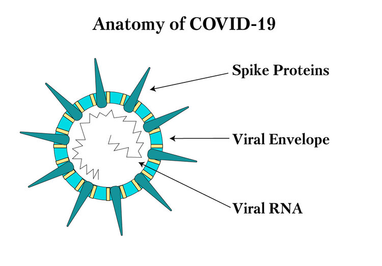 Recomendaciones fito-nutricionales para el COVID-19 9 covid-19-anatomia