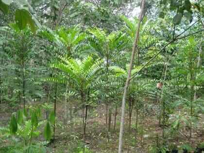 eucomia para la disfunci&oacute;n erectil