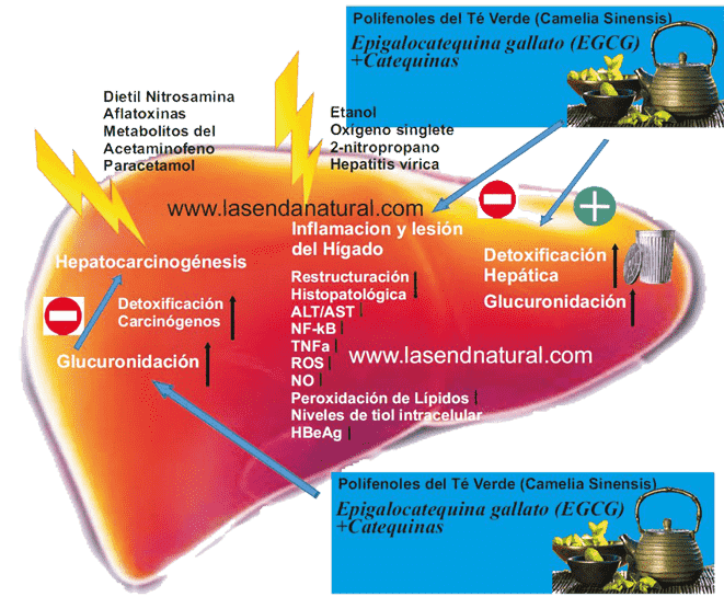 Té Verde 70 efectos del te en el higado