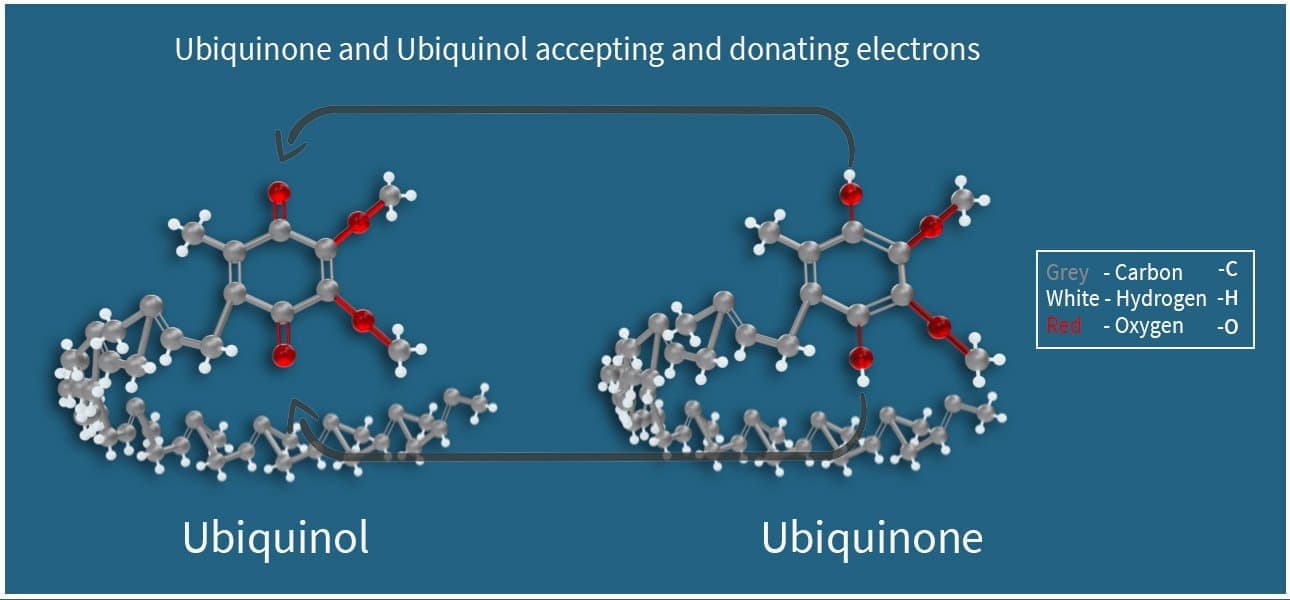 Recomendaciones fito-nutricionales para el COVID-19 10 fuentes de CoQ10
