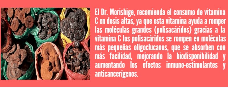 Hongo Reishi 70 ganoderma lucidum