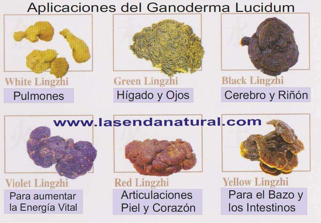 Hongo Reishi 64 ganoderma-tabla