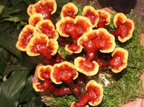 Hongo Reishi 67 hongo reishi