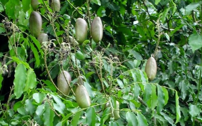 Grifonia Simplicifolia 61 la grifonia simplicifolia