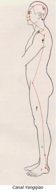 Yang Qiao Mai 3 meridiano Yang Qiao Mai