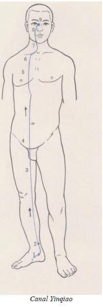 Meridiano Ying Qiao Mai 12 meridiano Ying Qiao Mai