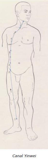 Yin Wei Mai 6 meridiano Ying Wei Mai
