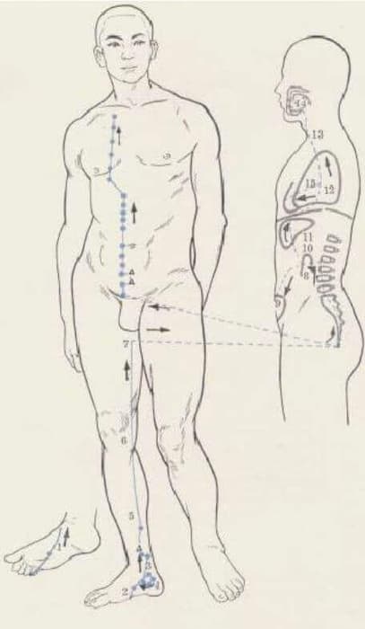 Meridiano del Riñón 4 meridiano del riñón