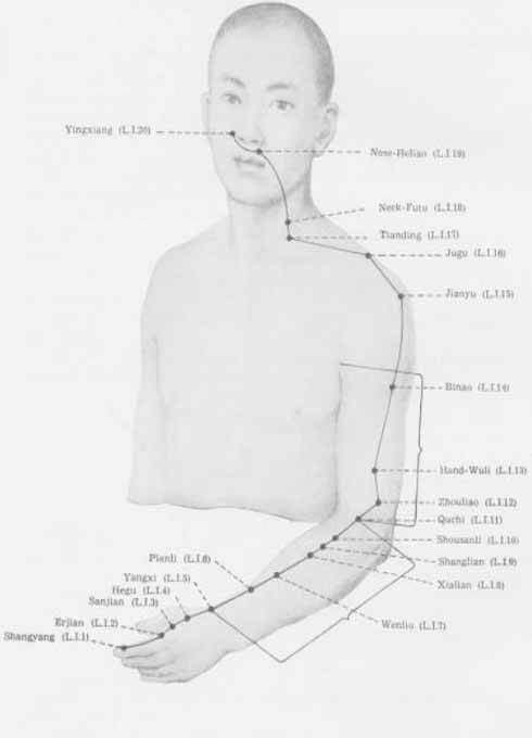 Meridiano del Intestino Grueso 11 meridiano intestio grueso
