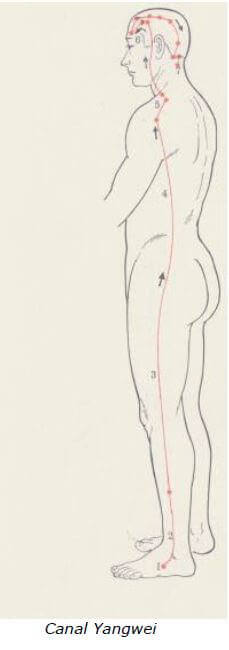 Yang Wei Mai 5 meridiano yang wei mai