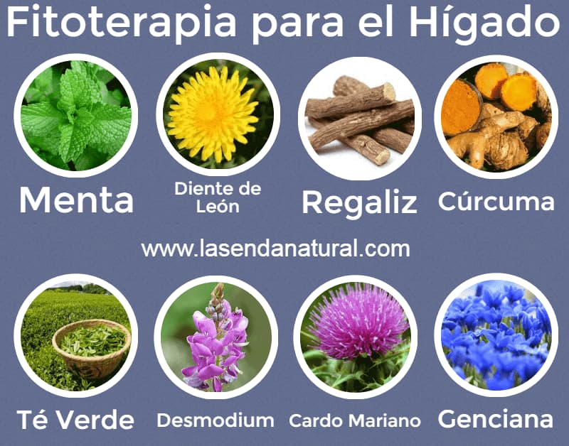plantas para el h&iacute;gado