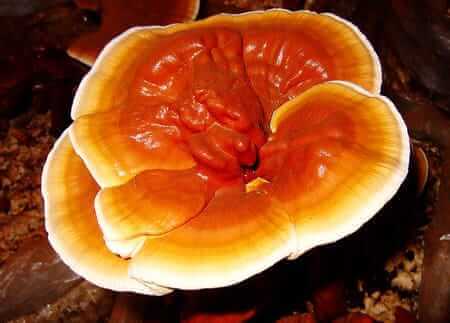 Hongo Reishi 66 que es el reishi