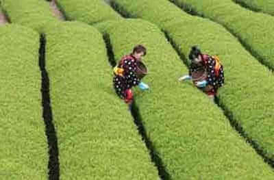 Té Verde 68 recogida del te verde