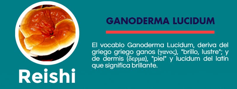 Hongo Reishi 62 reishi hongo