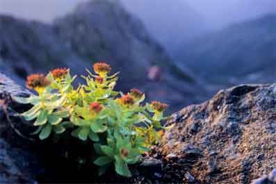 rosa del &aacute;rtico