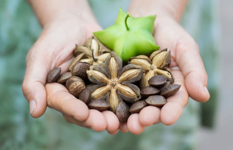 Sacha Inchi 61 sacha-inchi