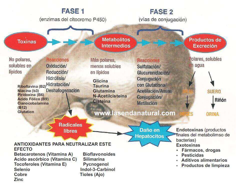 Citocromo P450 63 salud-hepatica