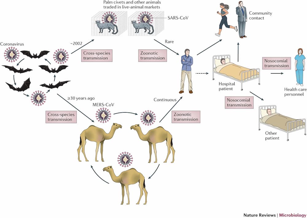 Recomendaciones fito-nutricionales para el COVID-19 2 ansmision-zoonotica-de-los-coronavirus