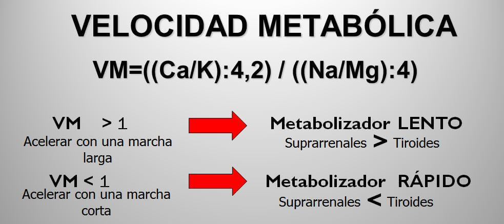 velocidad-metabolica