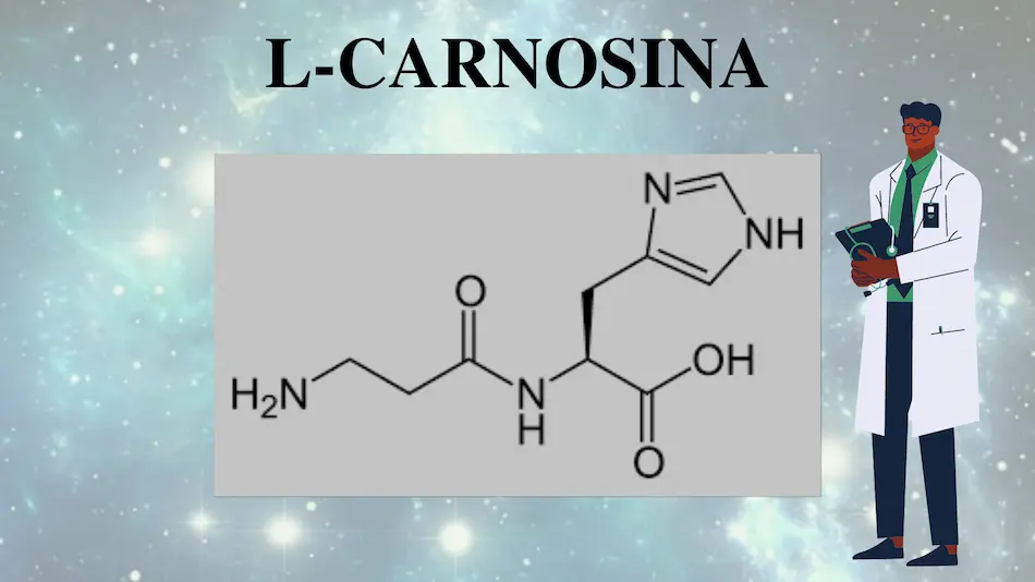 L-Carnosina nootr&oacute;pico