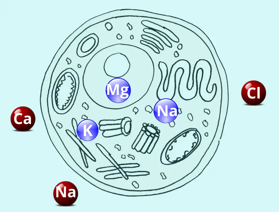 Acci&oacute;n de las sales