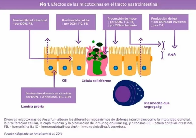 micotoxinas y da&ntilde;o intestinal