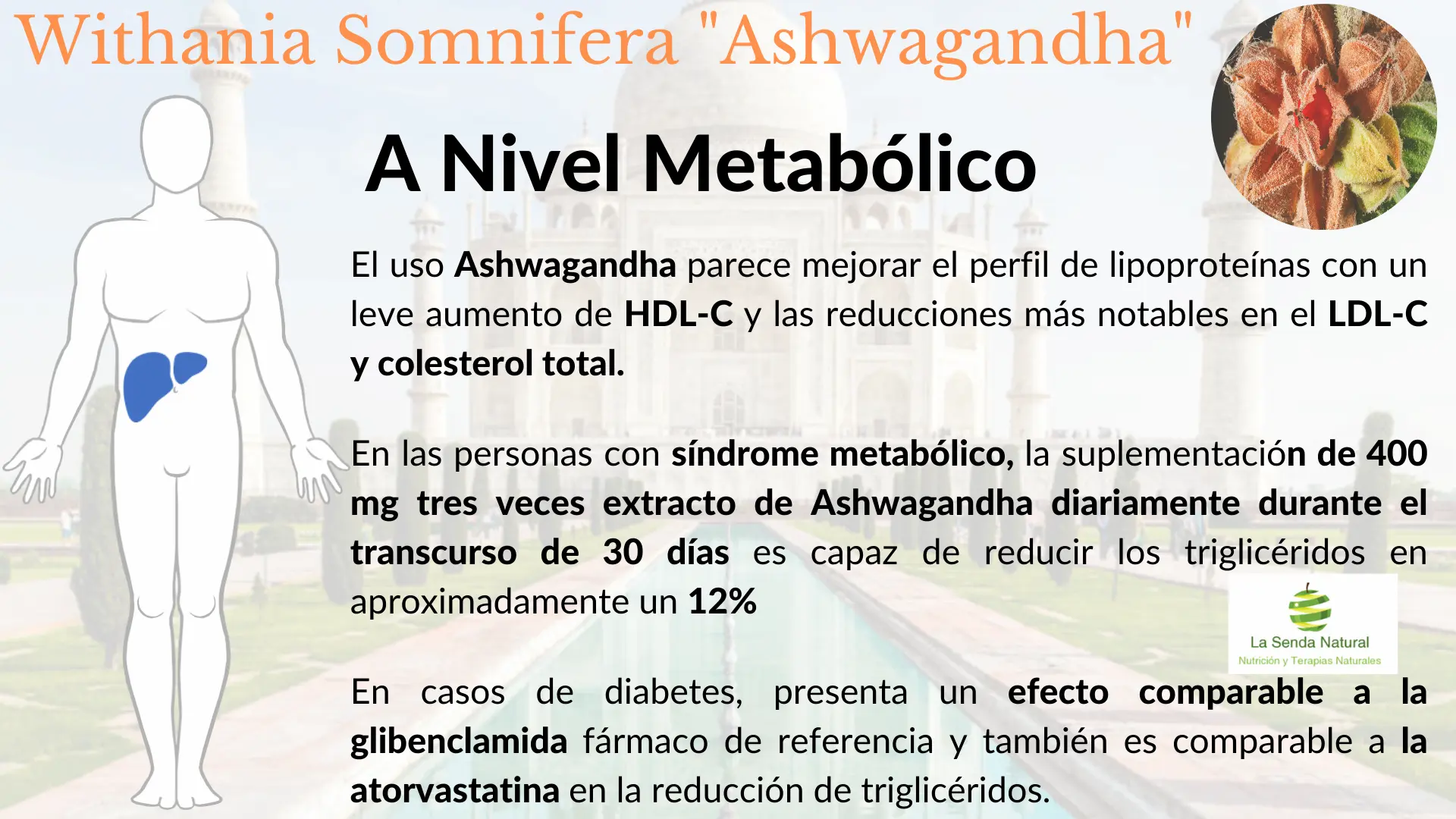 Ashwagandha efectos a nivel metab&oacute;lico