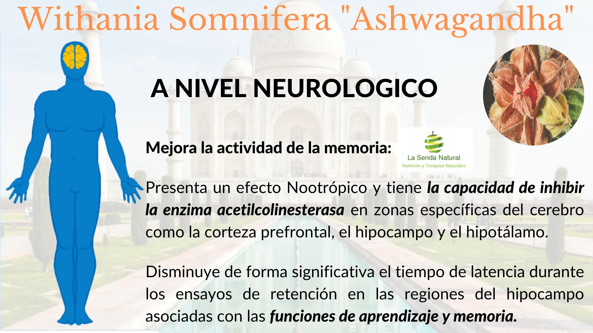 Ashwagandha y funci&oacute;n neurol&oacute;gica