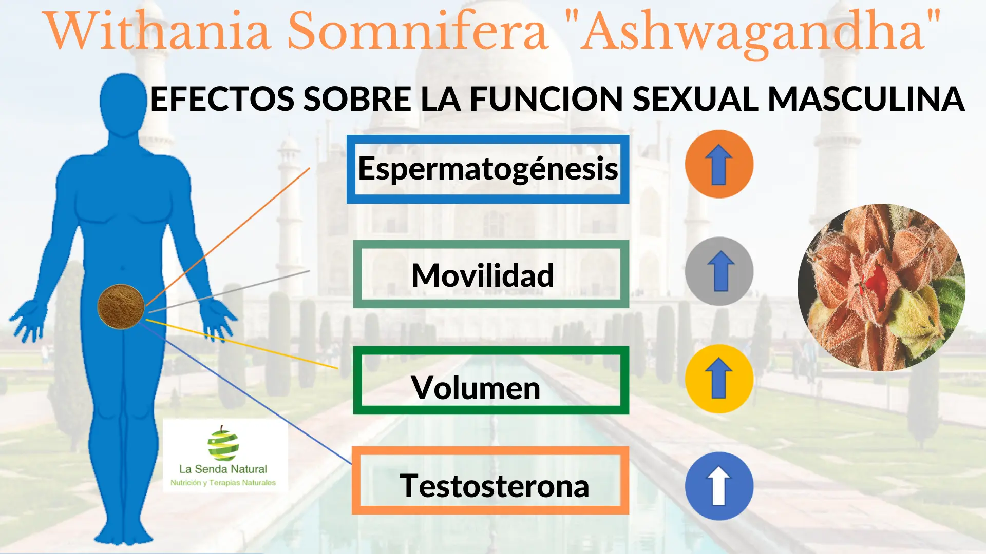Ashwagandha y funci&oacute;n sexual masculina
