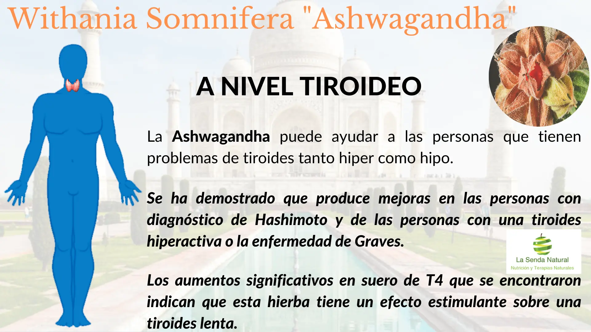 Ashwagandha y funci&oacute;n tiroidea