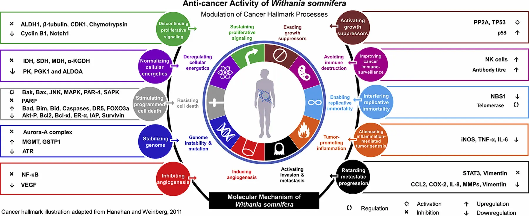 efectos anticancer&iacute;genos de la Ashwagandha