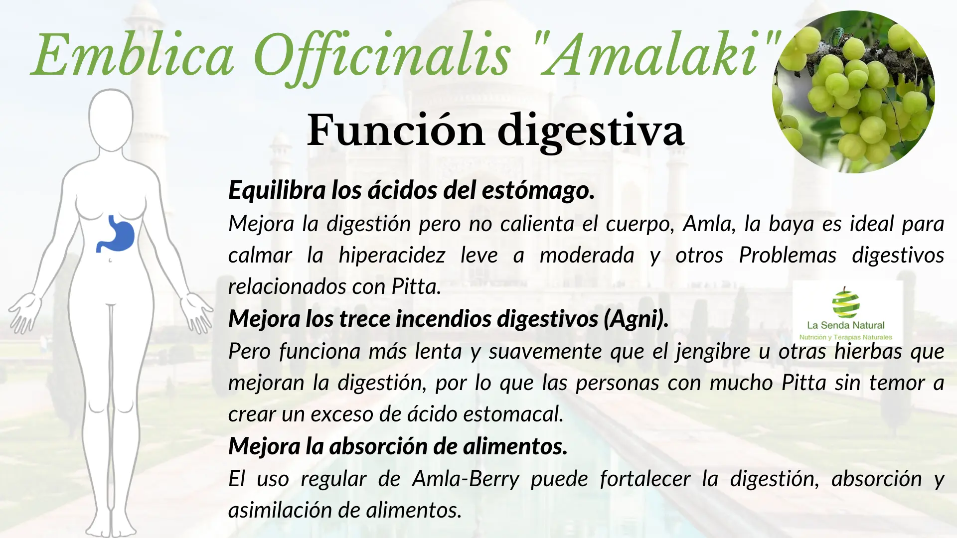 Amalaki, la grosella de la India 64 Amalaki y función digestiva