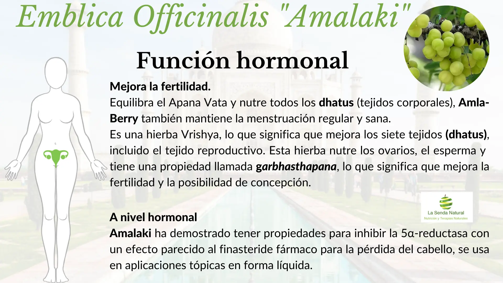 Amalaki, la grosella de la India 66 Amalaki y función hormonal