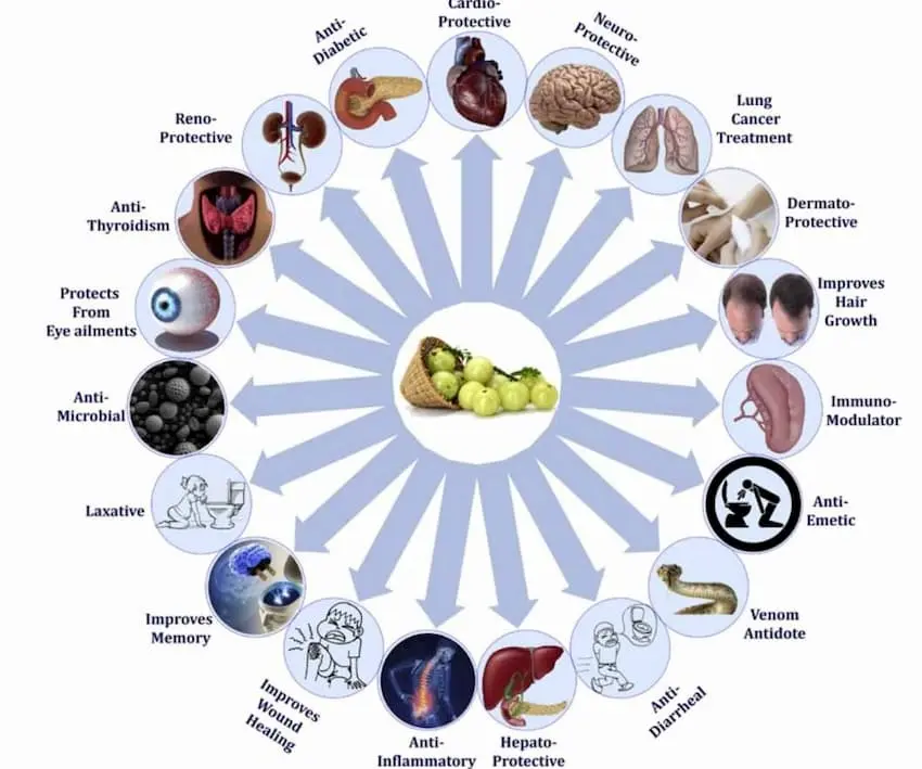 Amalaki, la grosella de la India 65 Efectos del Amalaki-Amla