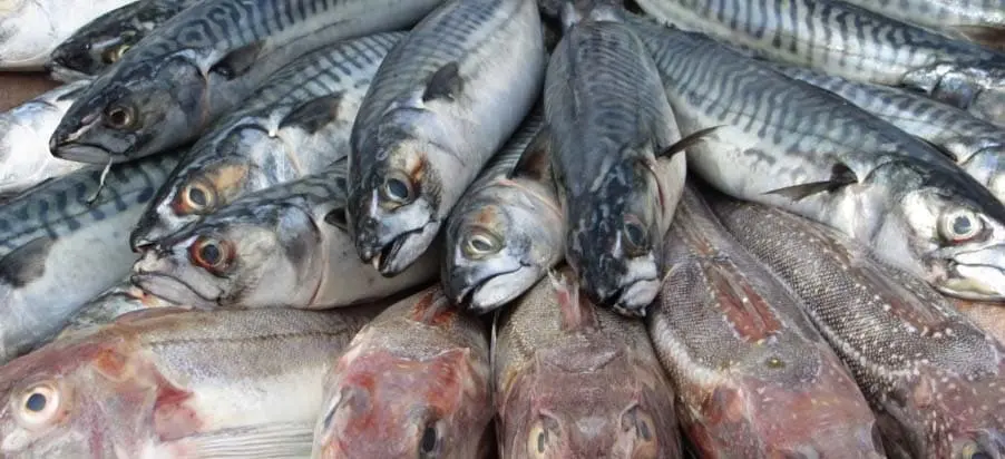 Intoxicaci&oacute;n escombroide