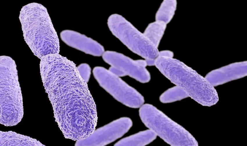 Klebsiella Pneumoniae