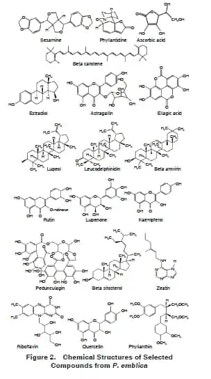 Amalaki, la grosella de la India 63 amalaki componente