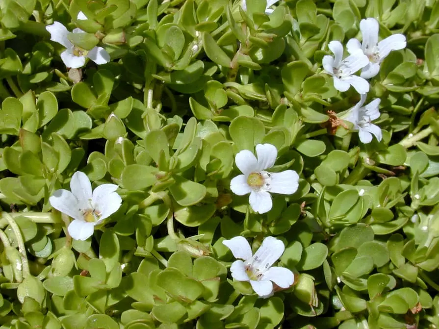 Bacopa-Monnieri