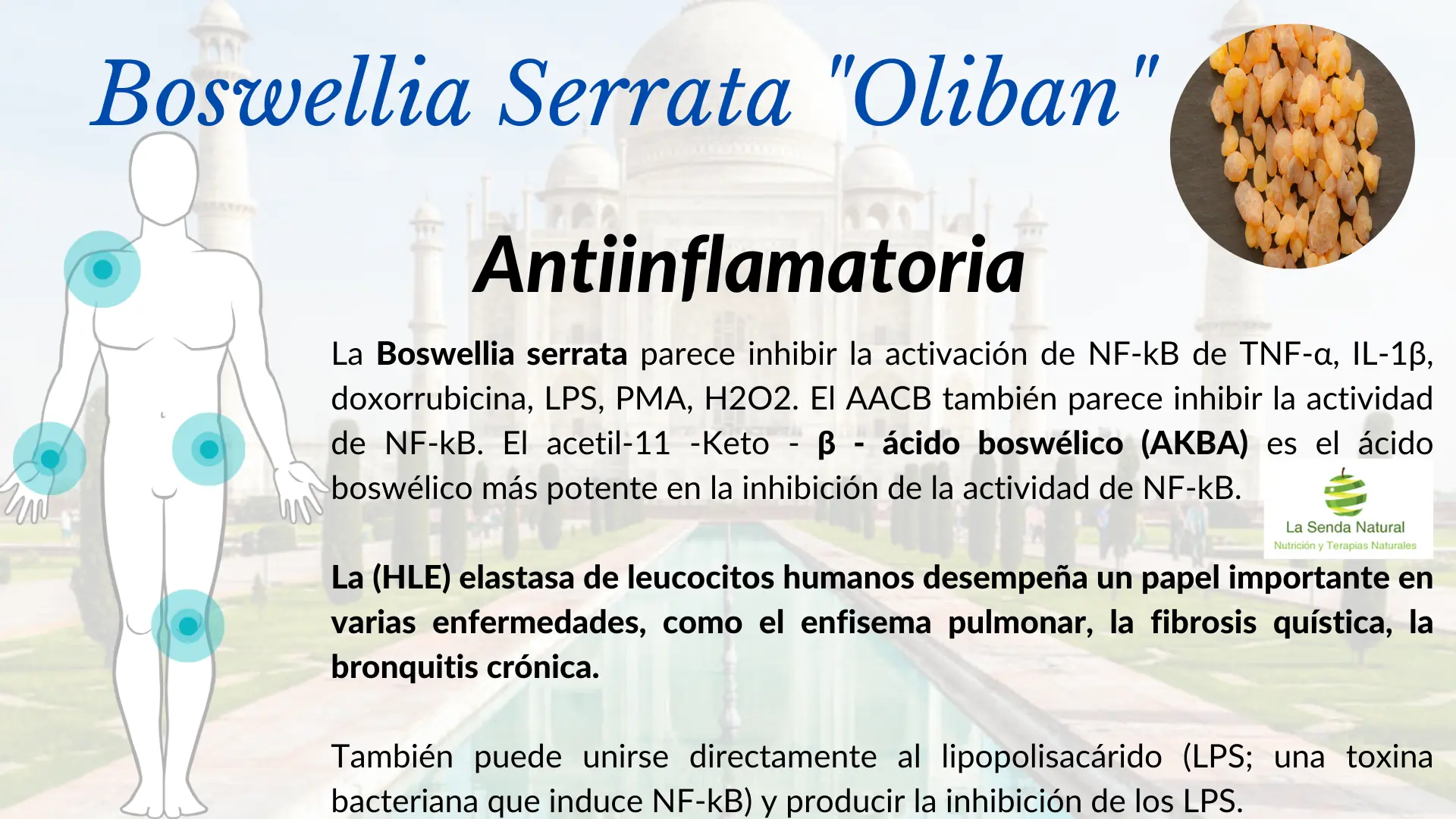 Boswellia y funci&oacute;n anti inflamatoria