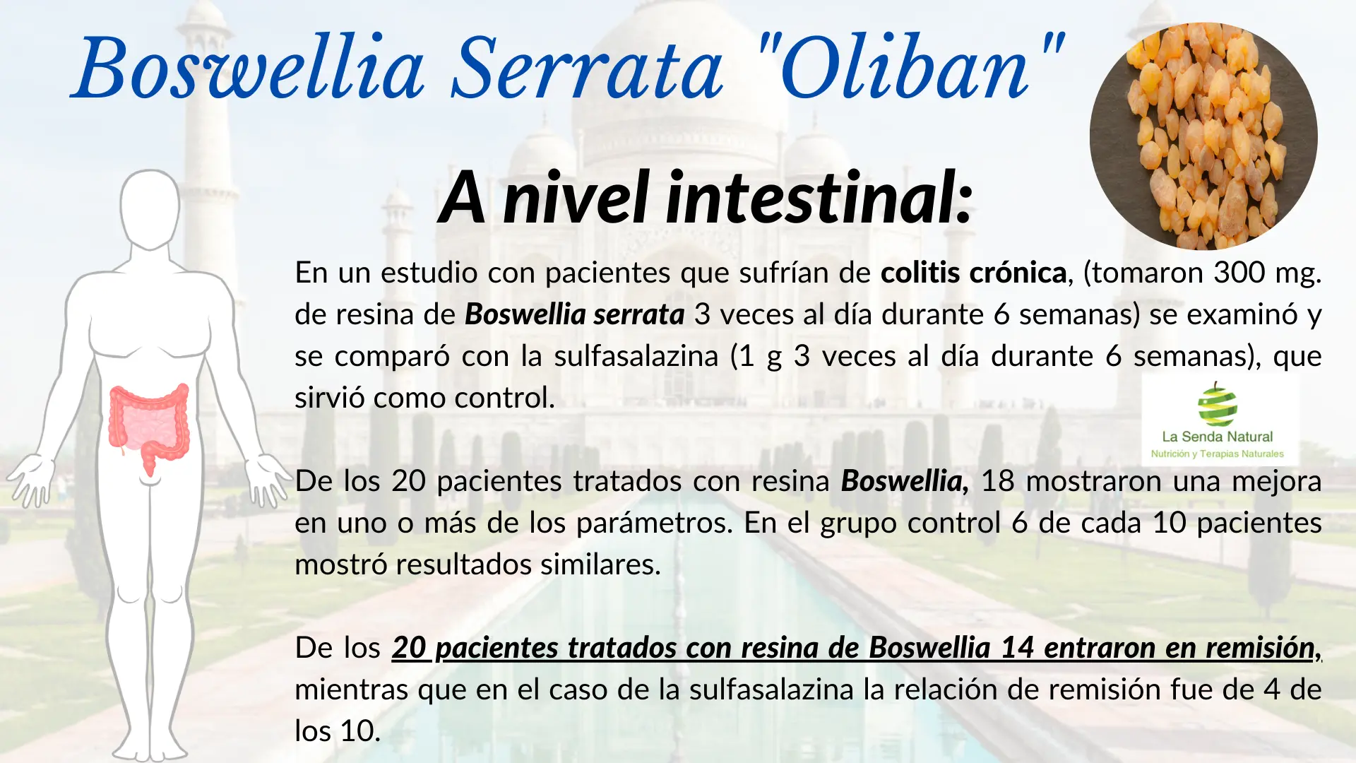 Boswellia y funci&oacute;n intestinal